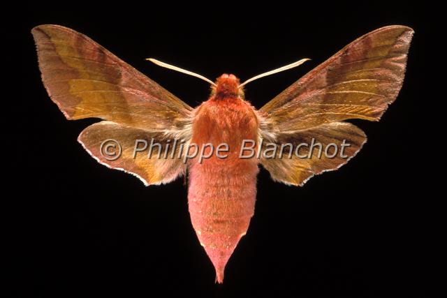 deilephila porcellus.JPG - Deilephila porcellusPetit sphinx de la vigneSmall Elephant Hawk mothLepidoptera, SphingidaeFrance